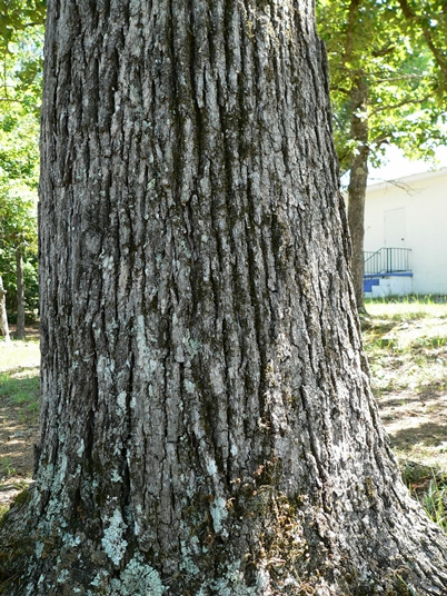 {Quercus stellata}